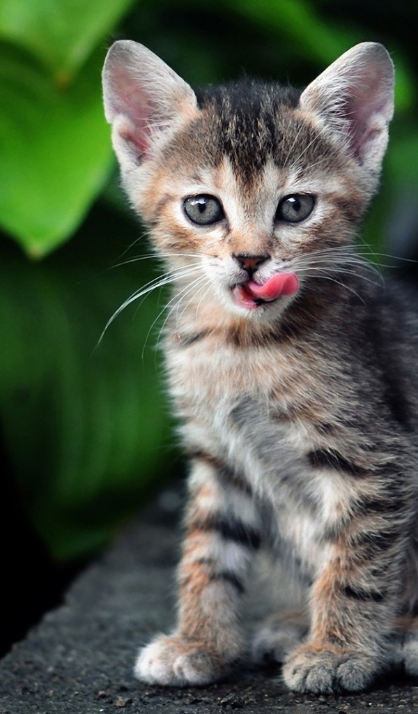 Котенок европейской короткошерстной кошки