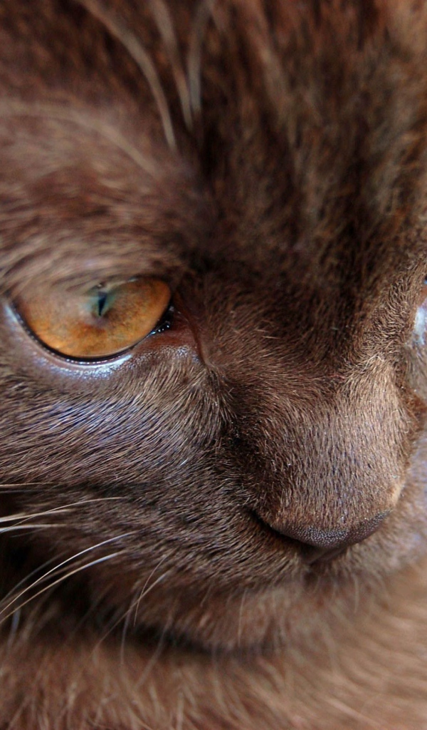 Котенок йоркской шоколадной кошки