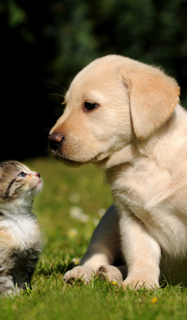 Котенок и щенок на траве