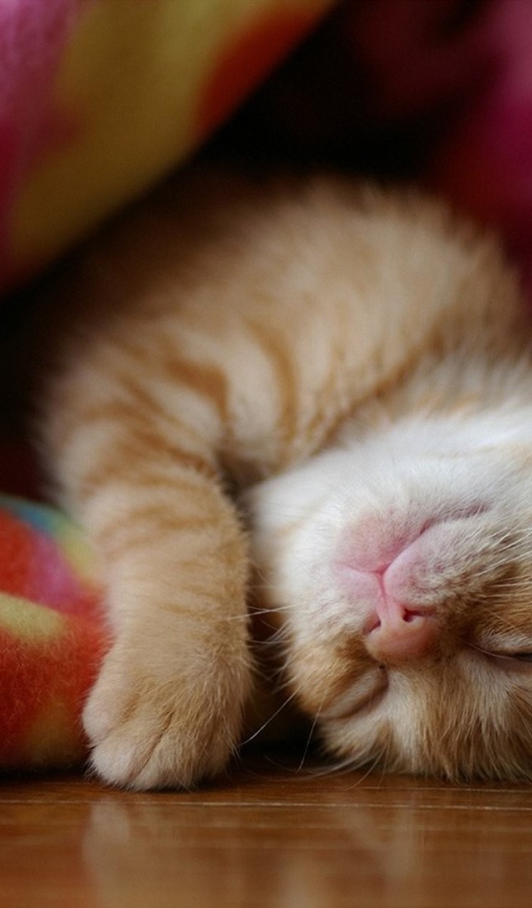 Котенок спит в одеяле