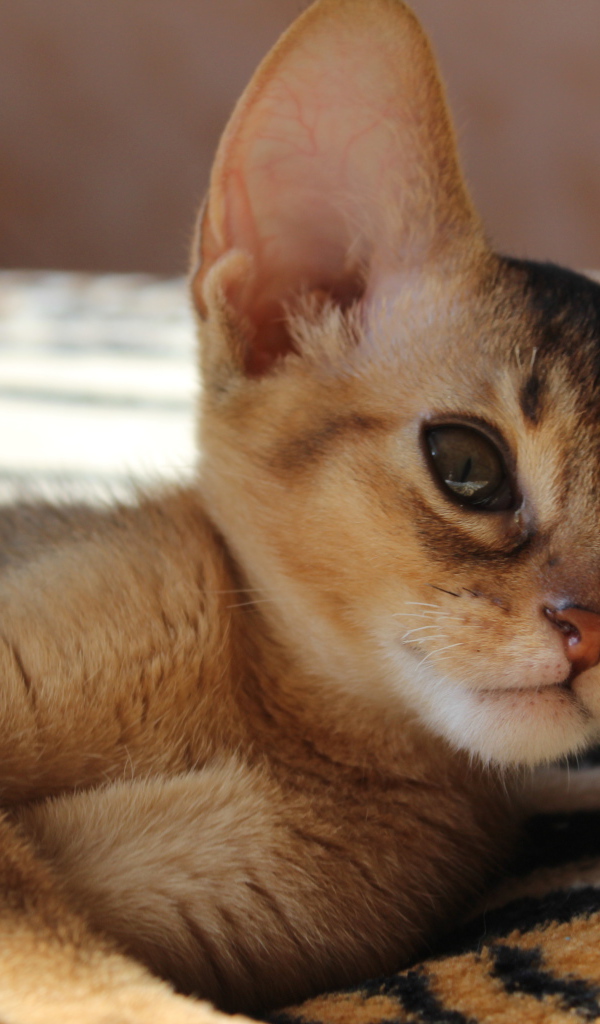 Котенок породы абиссинская кошка