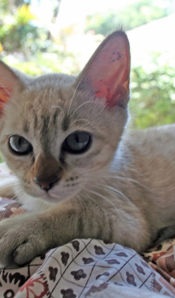 Котенок породы австралийский мист