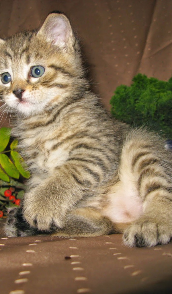 Котенок породы пиксибоб