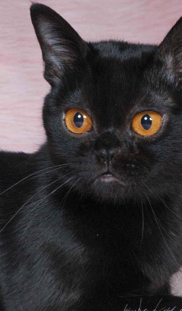 Котенок породы бомбейская кошка