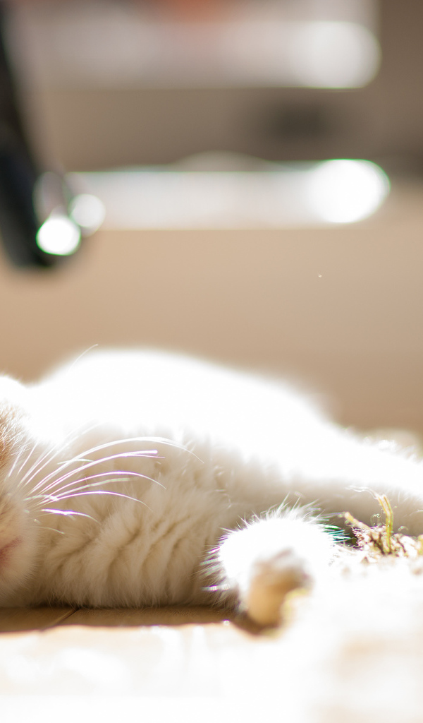 Котенок лежит на боку