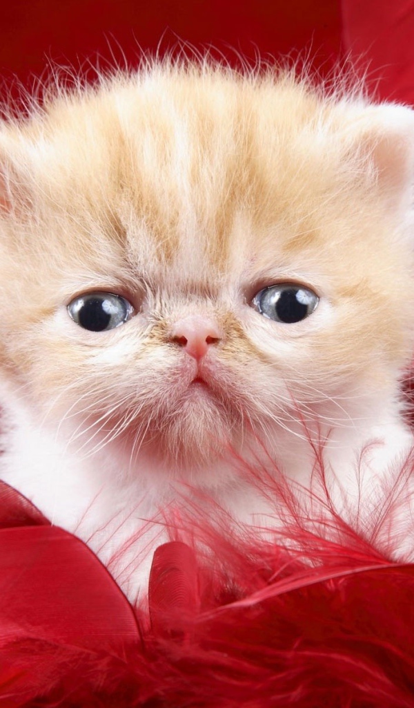 Kitten on a red background