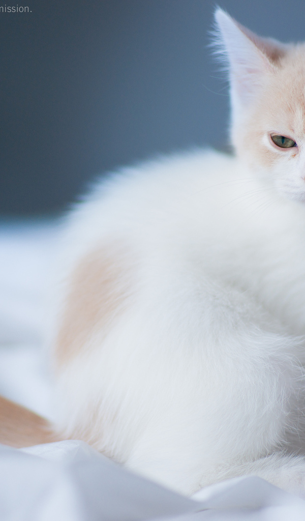 Котенок на белой постели