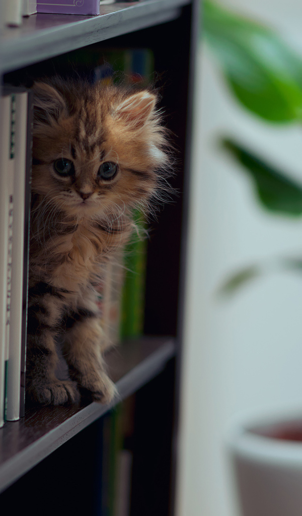Котенок на полке
