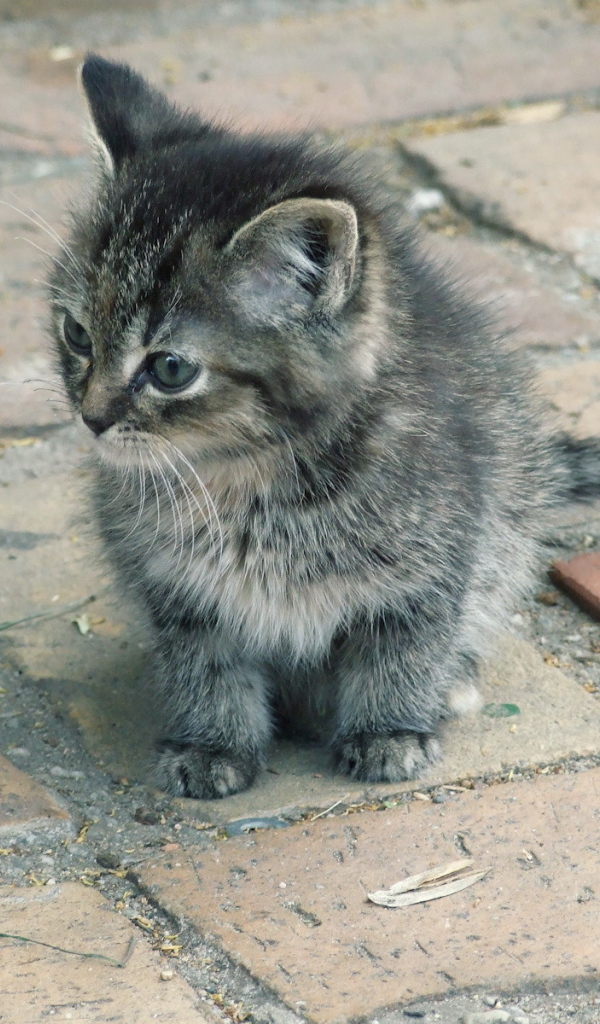 Котенок на улице