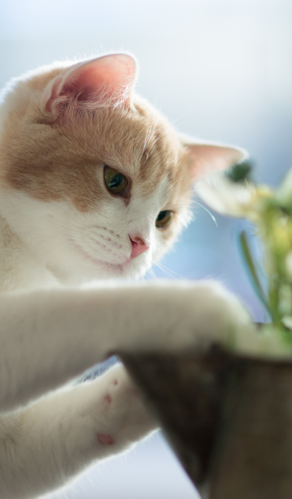 Котенок играет цветками