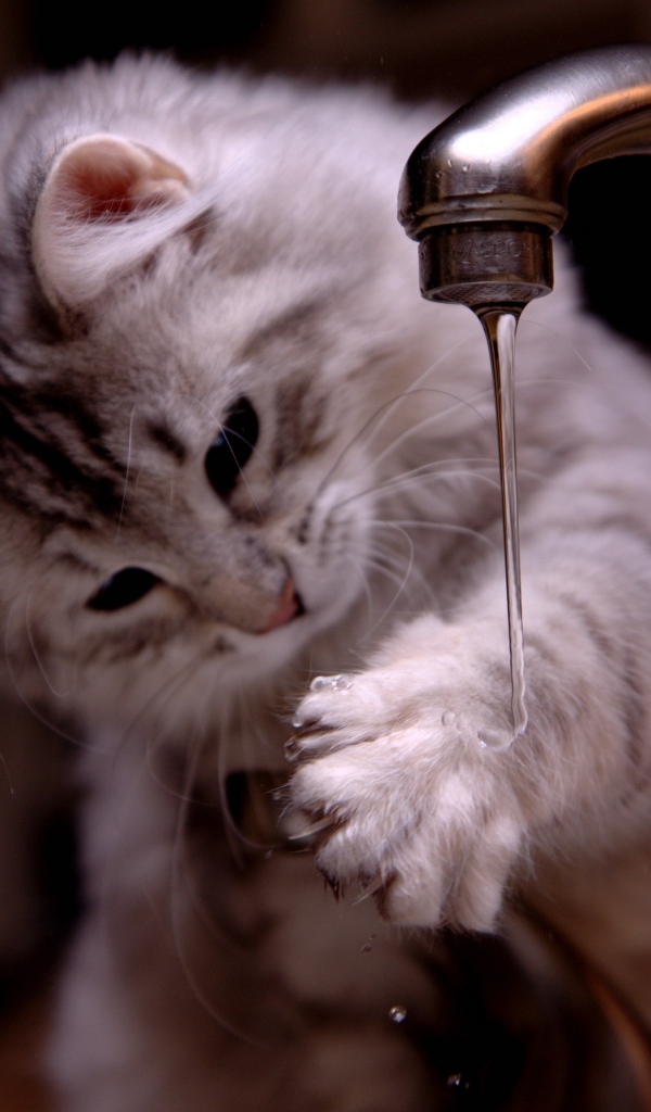 Котенок играет с водой