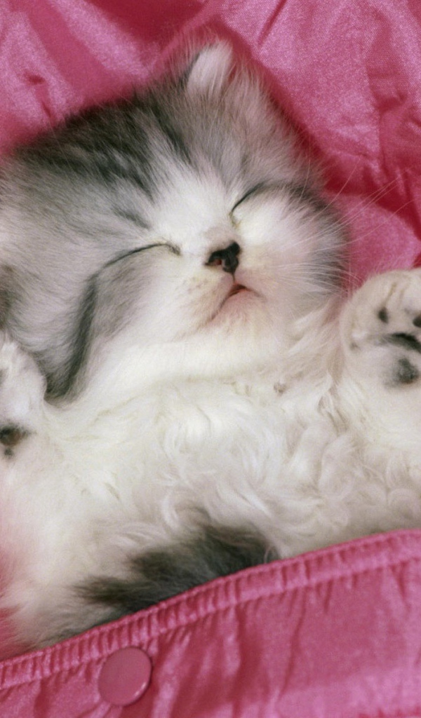 Котенок спит в розовой кровати