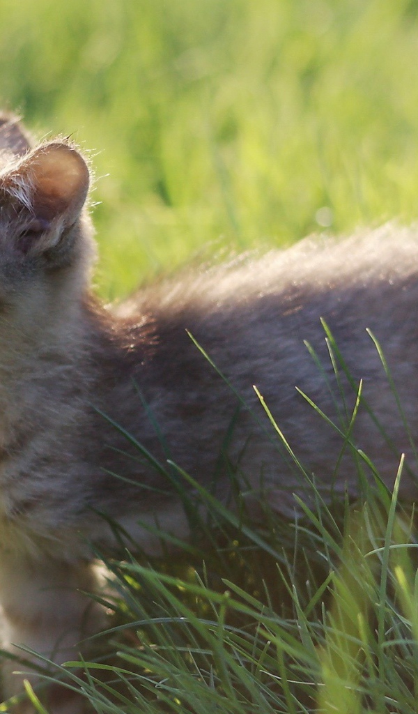 Котенок нюхает цветы