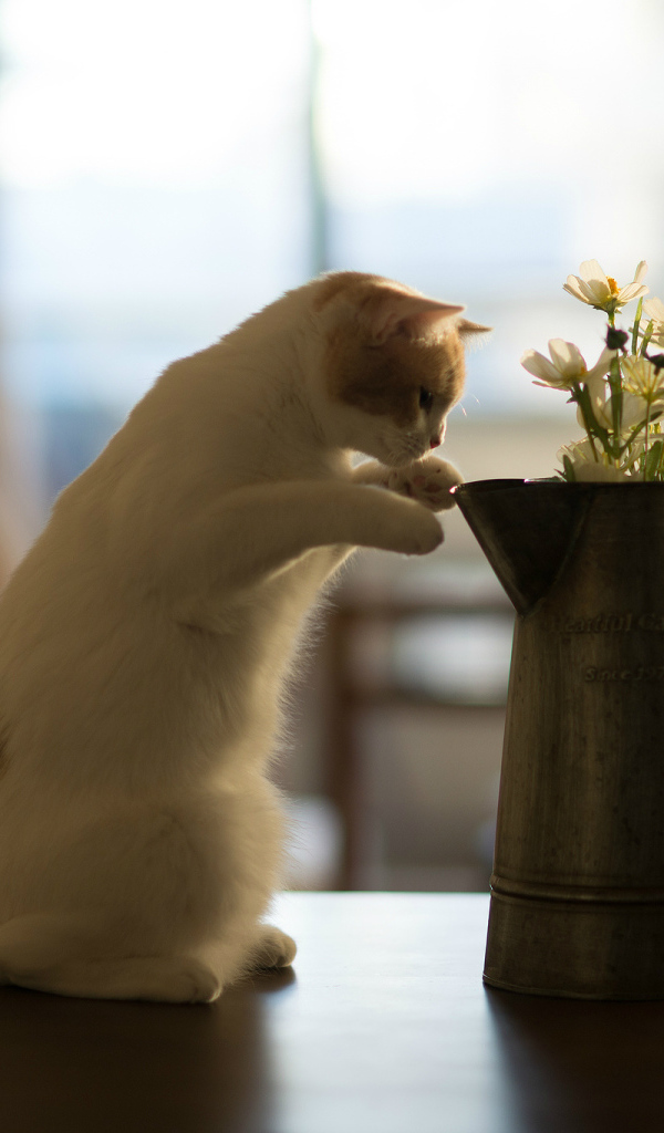 Котенок нюхает цветы