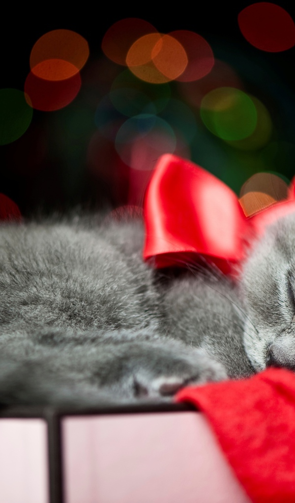 Котенок с красным бантом