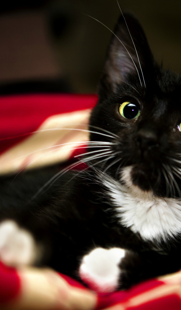 Котенок с белыми усами