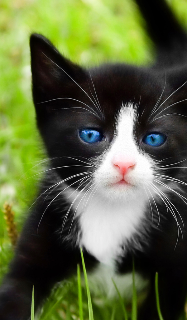 Котенок с голубыми глазами