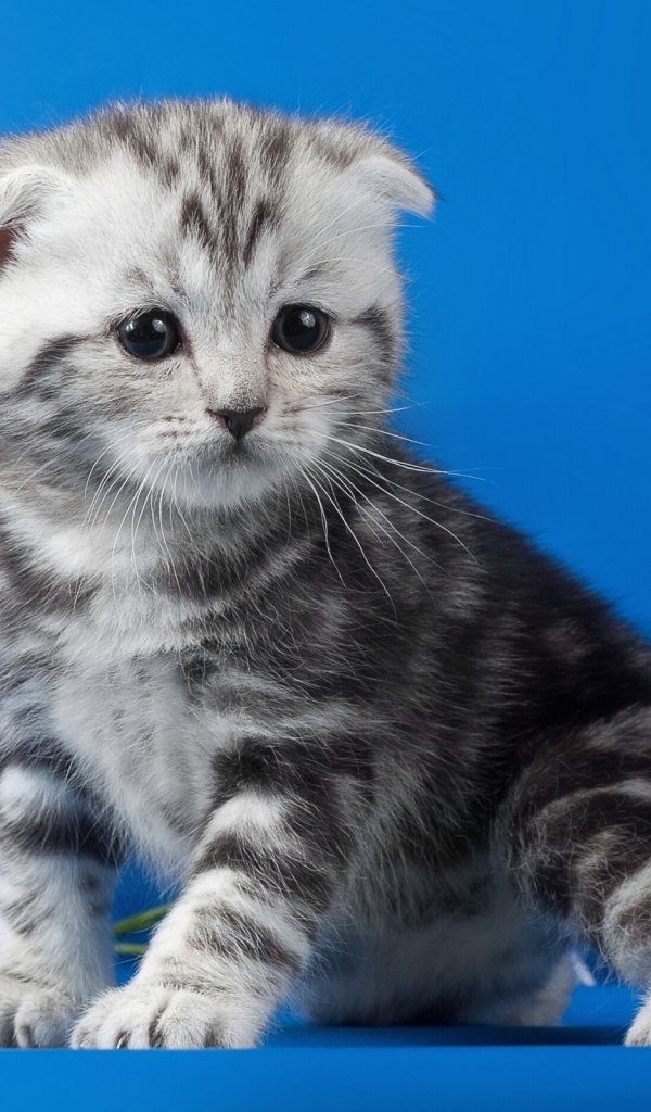 Котенок с ромашками