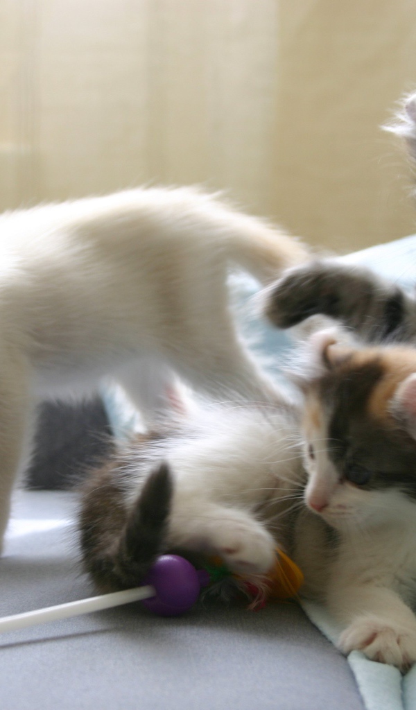 Котята породы американский керл