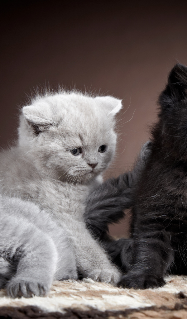 Котята породы британская короткошерстная кошка