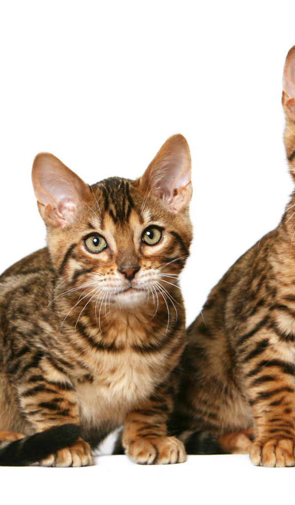 Котята калифорнийской сияющей кошки