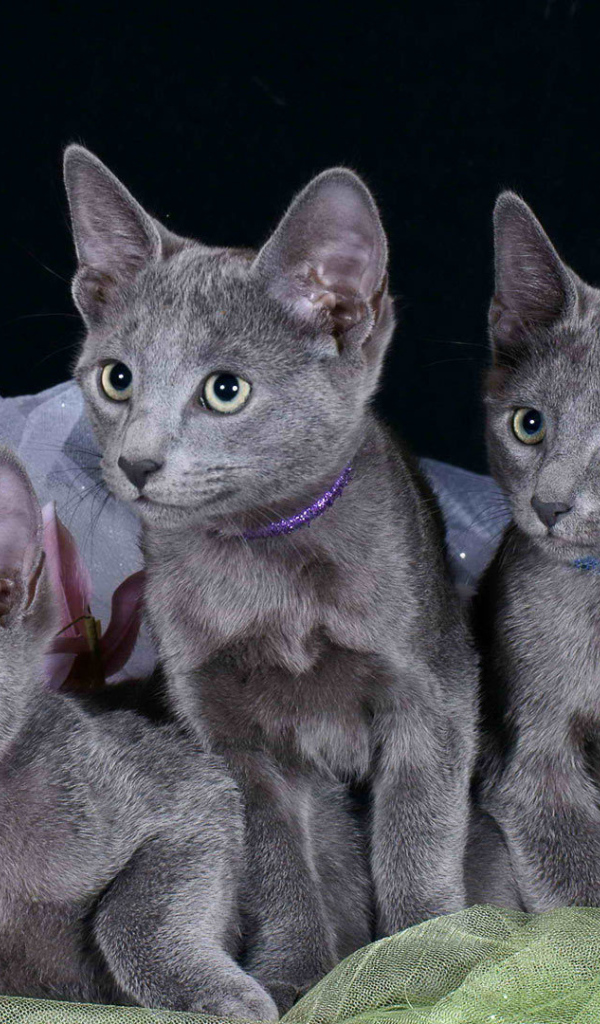 Котята русской голубой кошки