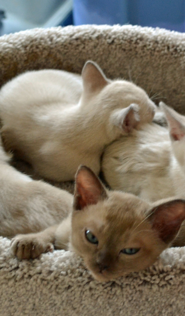 Котята тонкинской кошки в корзине