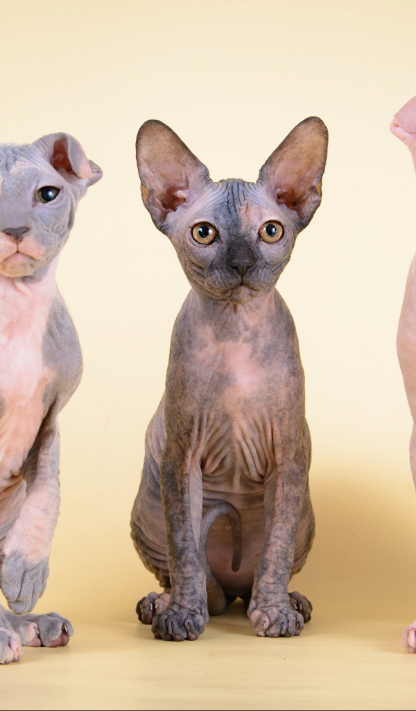 Котята украинский левкой