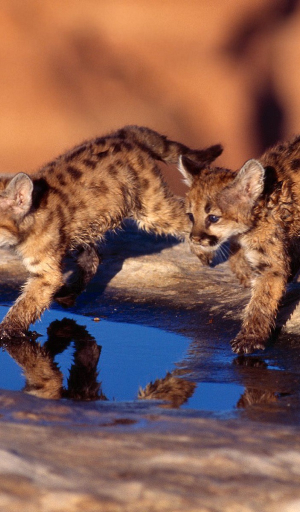 Kittens running in the water