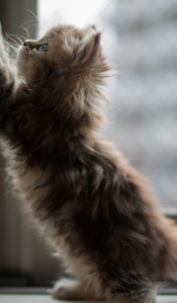 Котенок на окне