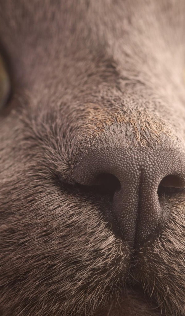 Мордочка кота корат