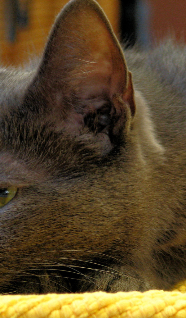 Корат лежит на коврике