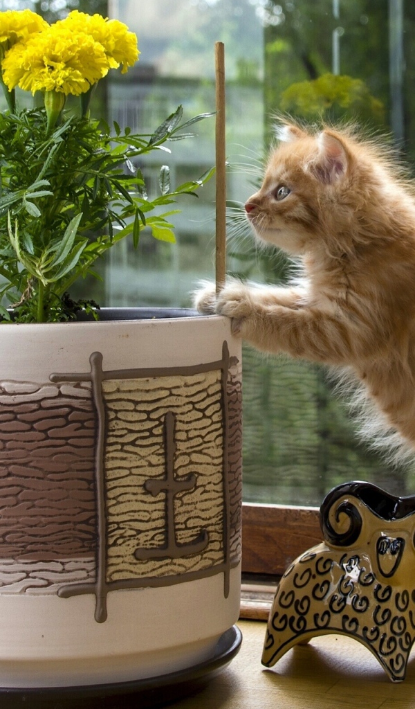 Котенок курильского бобтейла проверяет цветок