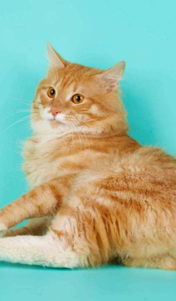 Курильский бобтейл на голубом фоне