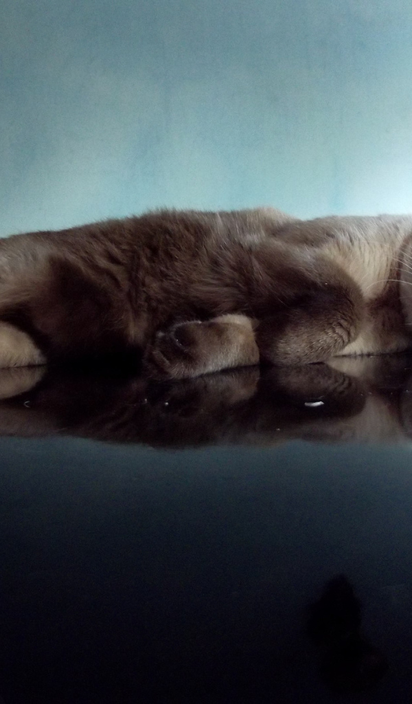 Ленивая сиамская кошка