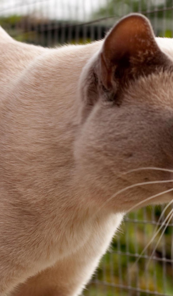 Светлая бурманская кошка