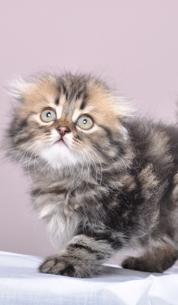 Маленький котенок британской длинношерстной кошки