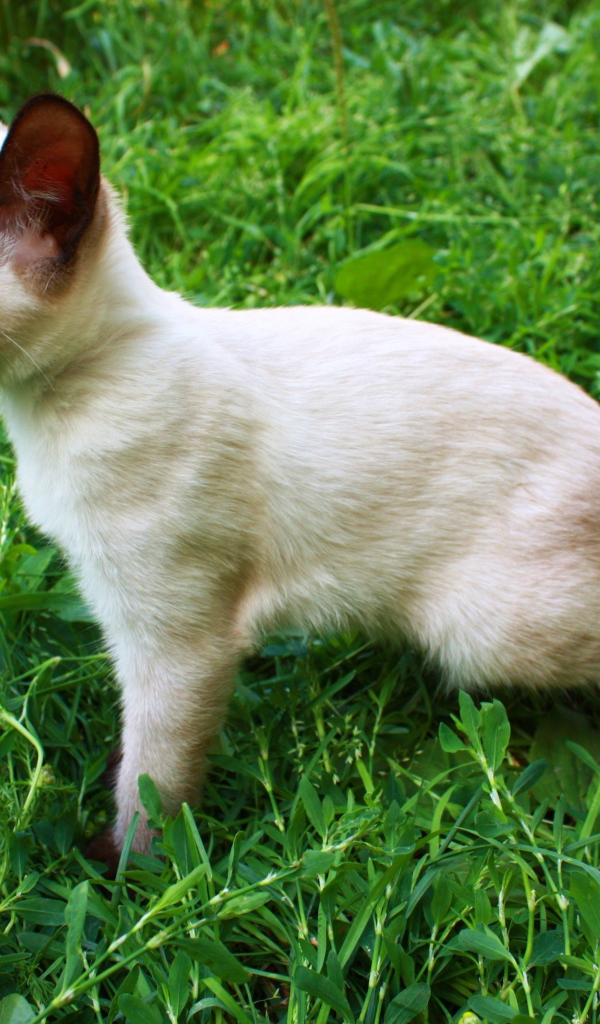 Маленький меконгский бобтейл на траве