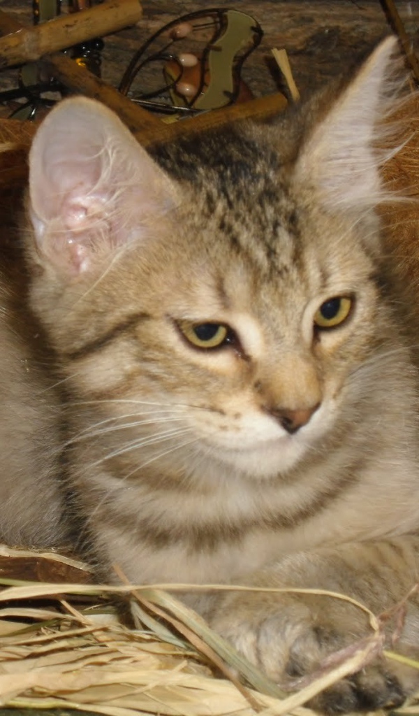 Маленький котенок пиксибоб