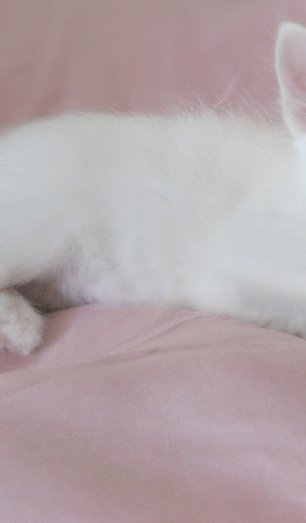 Маленький котенок турецкая ангора