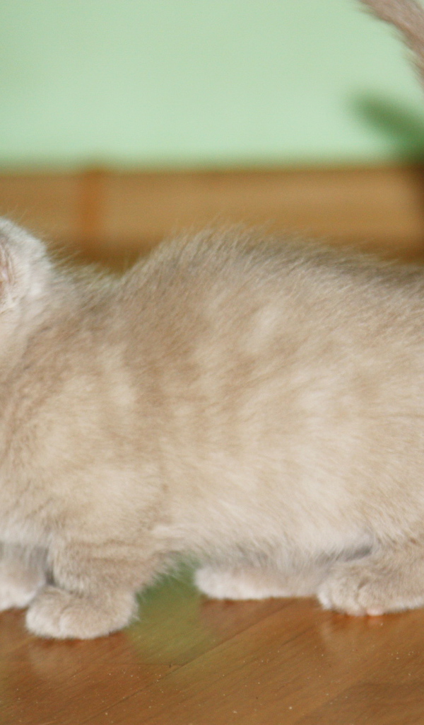 Маленький котенок манчкин