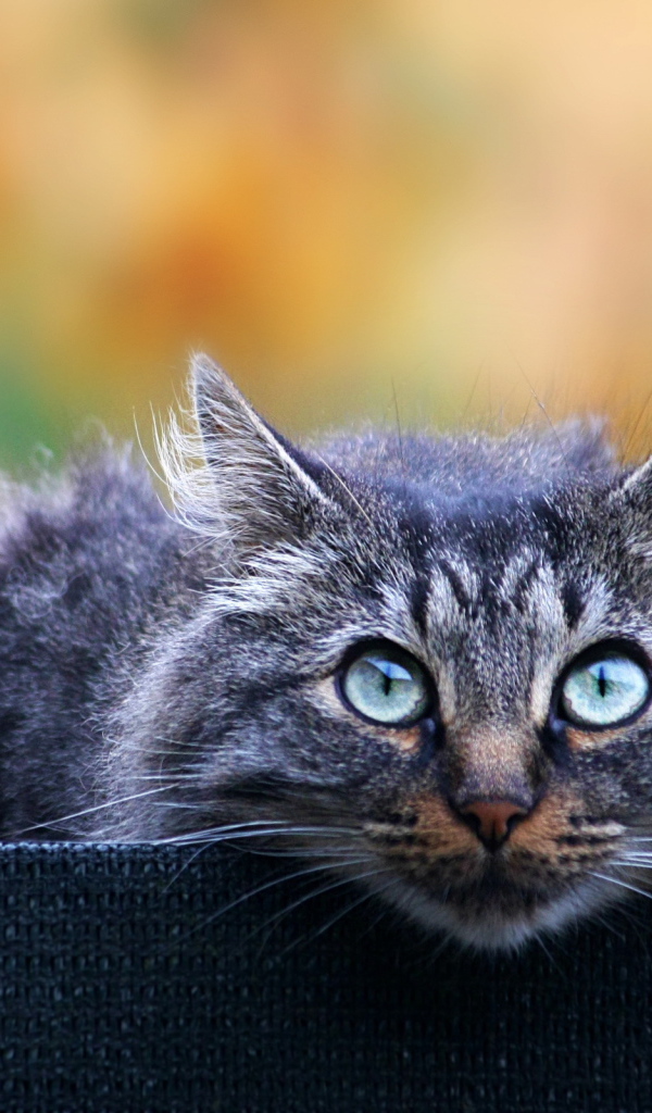 Взгляд кота охотника