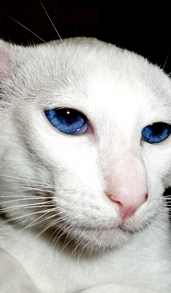 Лопоухий форин вайт