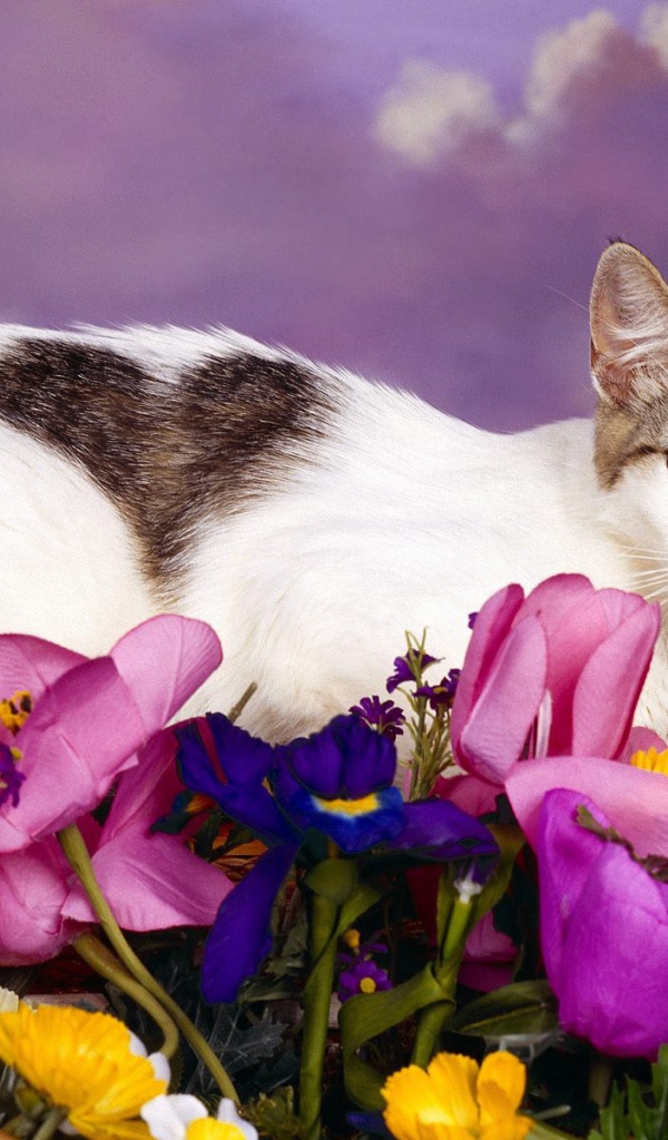 Любимый кот