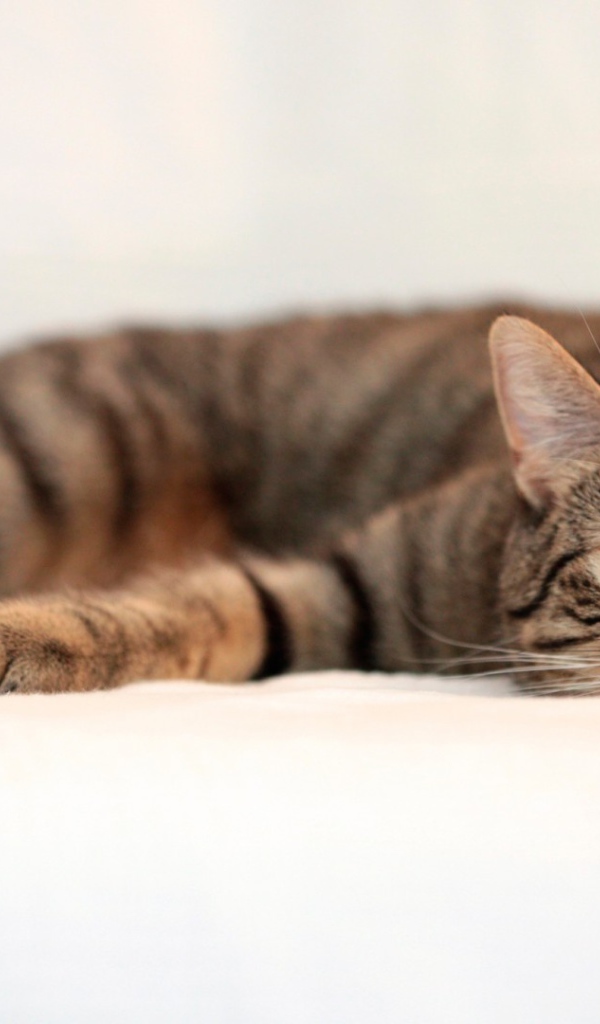 Oбезумевший кот