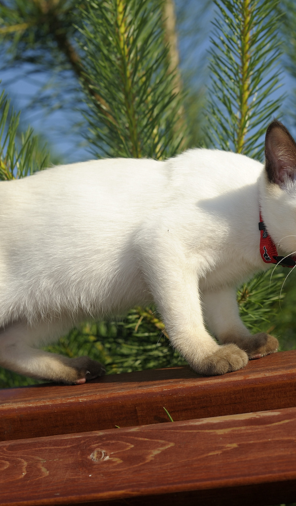 Меконгский бобтейл на улице