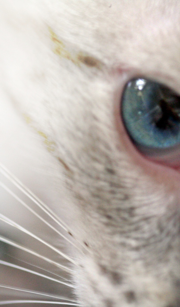 Глаз кошки меконгский бобтейл