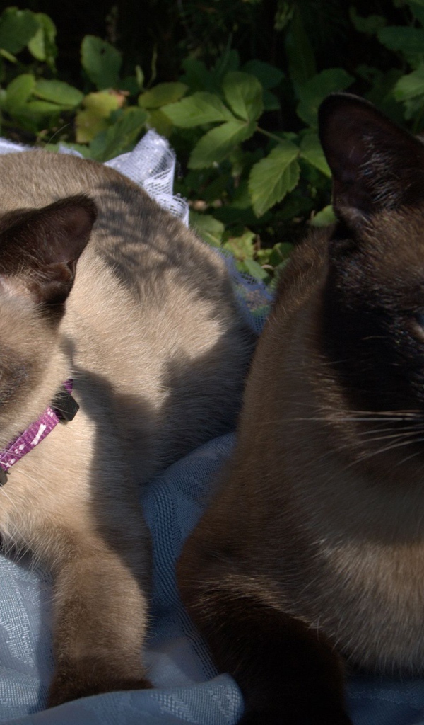 Коты породы меконгский бобтейл