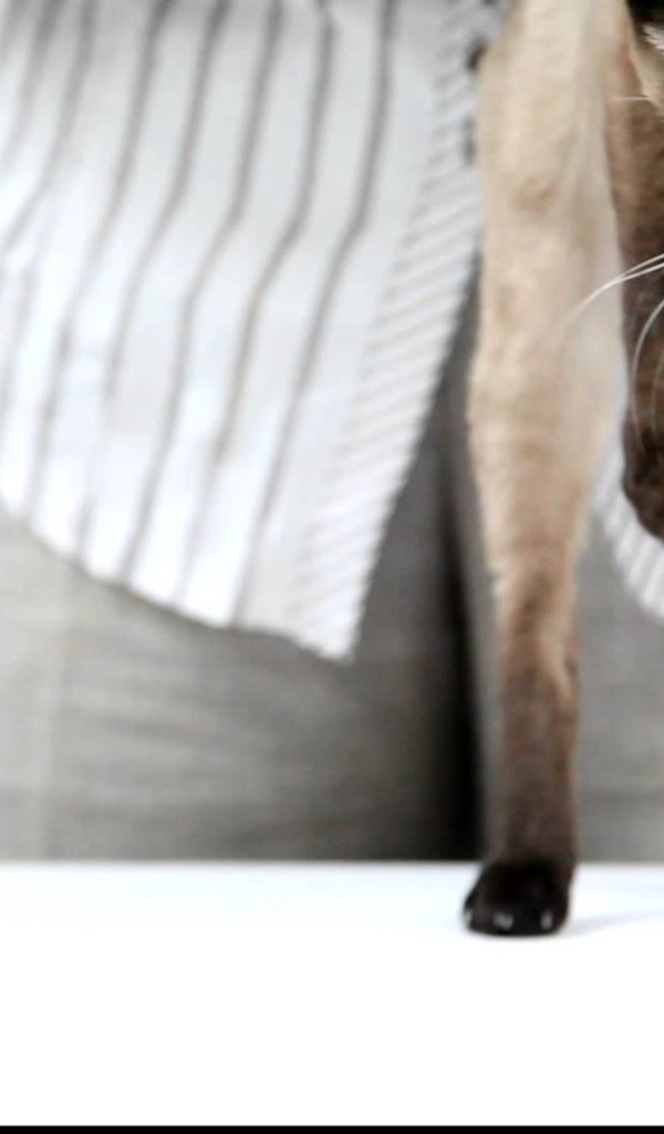 Меконгский бобтейл стоит на задних лапах