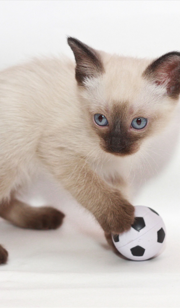 Котенок меконгский бобтейл с мячом